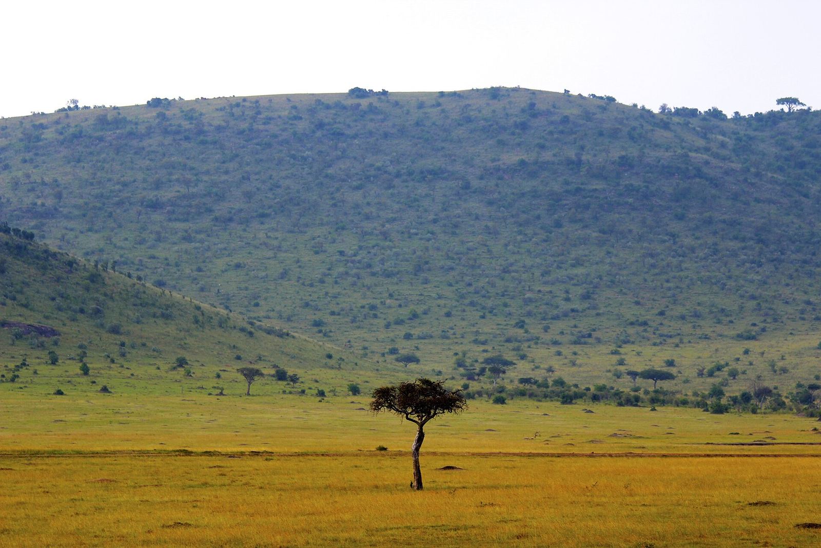 Green cover returning to the rangeland