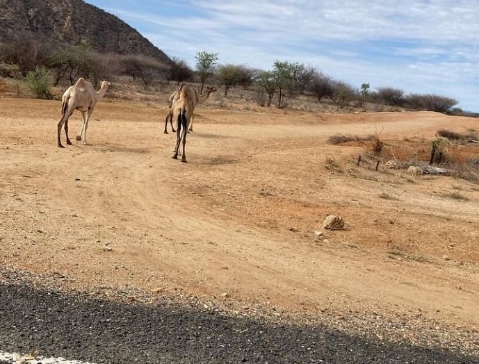Camels moving through the dry lands