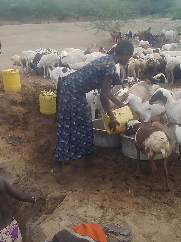 A resident pours water into basins for the herd