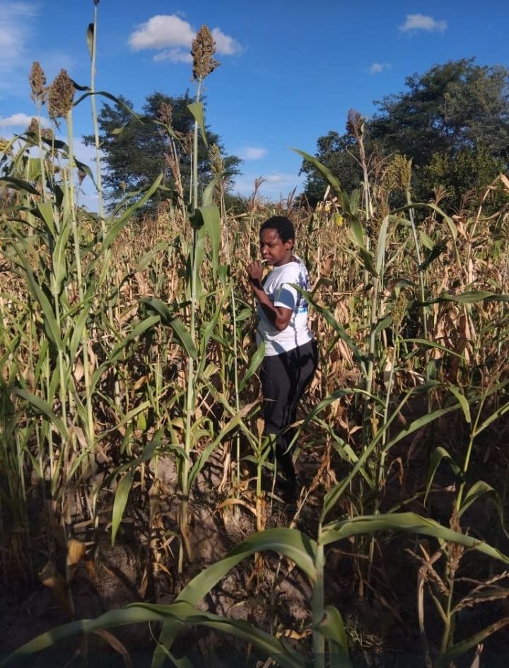 Drought-tolerant sorghum standing tall