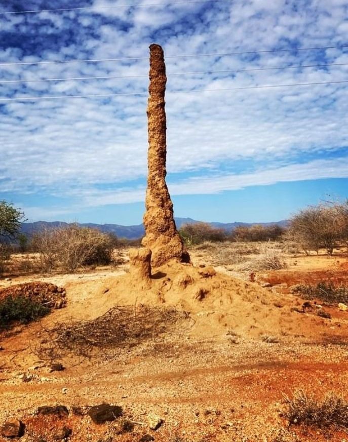 The arid rangeland of the Suguta Valley corridor — dry scrub, termite mound and acacia trees beneath the escarpment